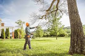 How Our Tree Care Process Works  in  Waimanalo Beach, HI