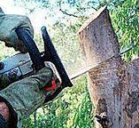 Trusted Waimanalo Beach, HI Tree Care Experts